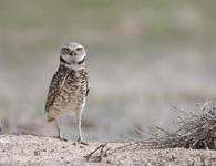 Burrowing Owl
